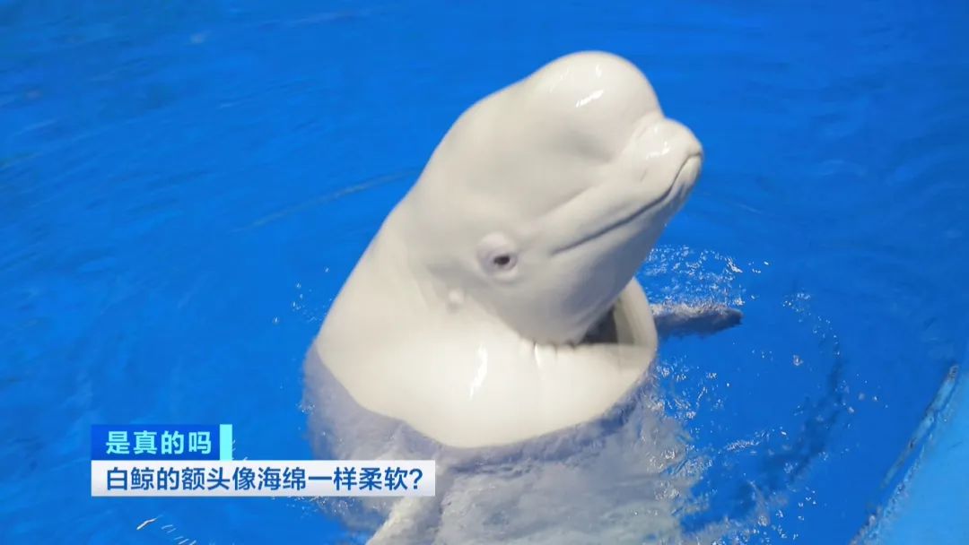 海绵般的触感白鲸的脑袋竟然这么软