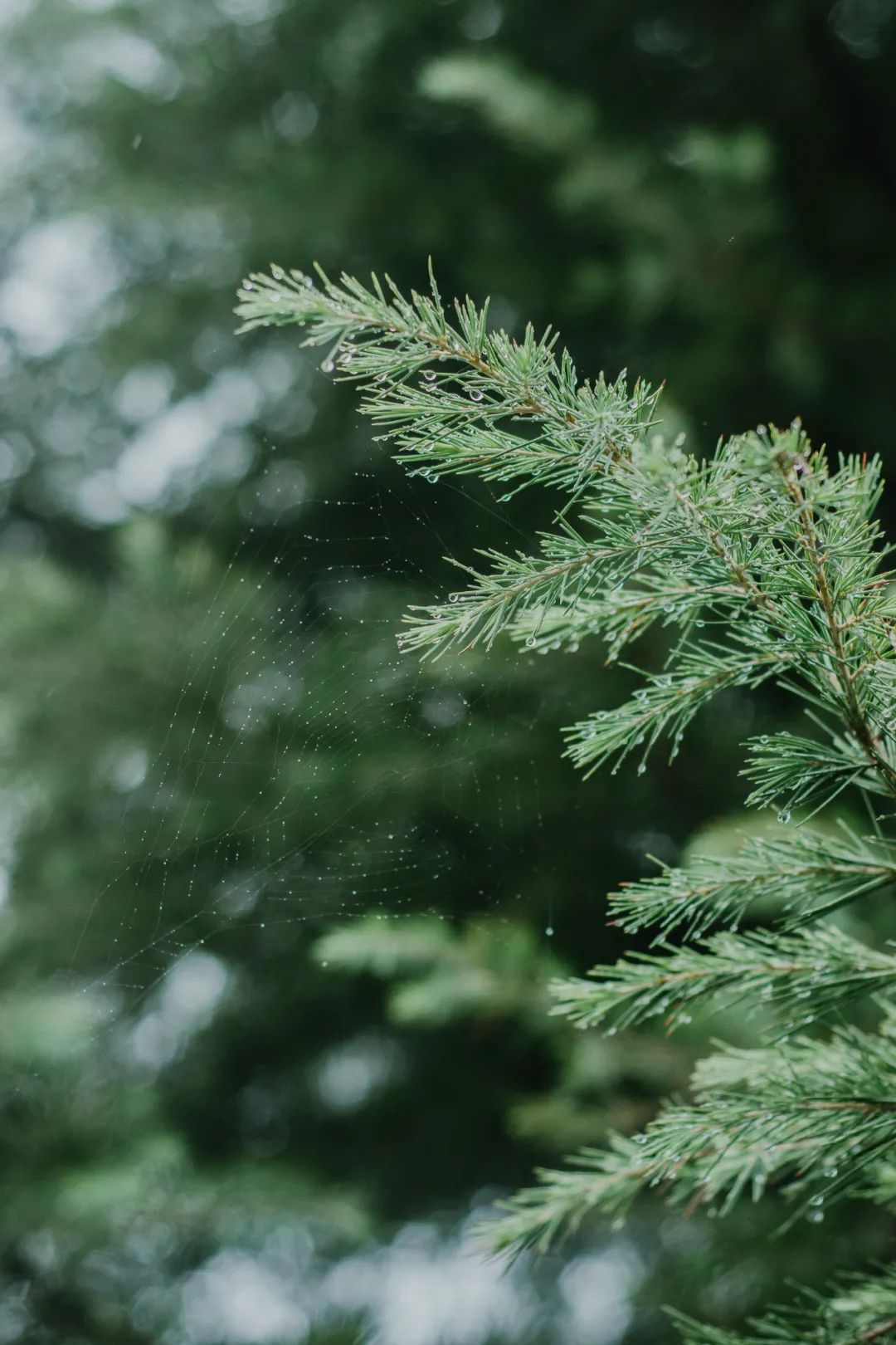 秋雨中的松树(彭雨格 摄)