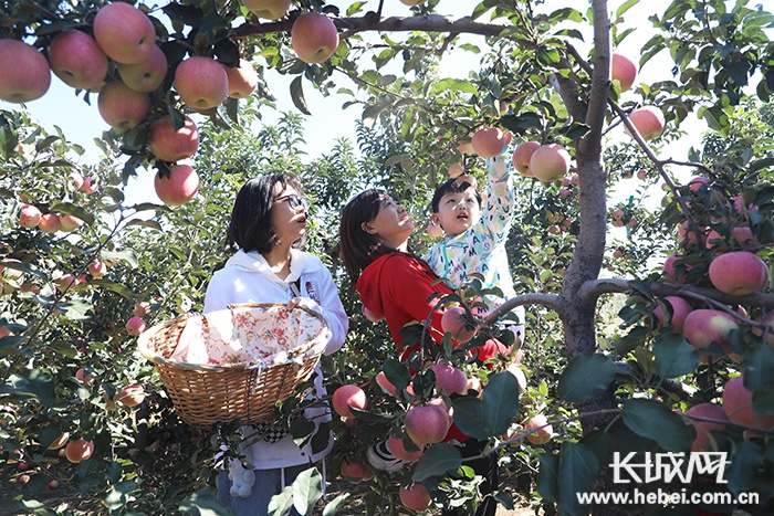 游客在唐山市丰润区西那母一品农珍生态园采摘苹果.朱大勇&nbsp;摄