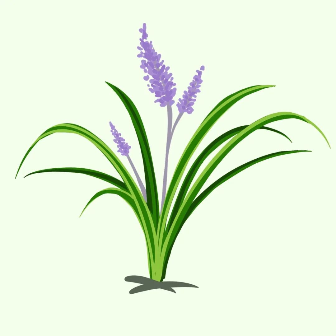 林家大院植物选秀第七期天高云淡秋意渐浓