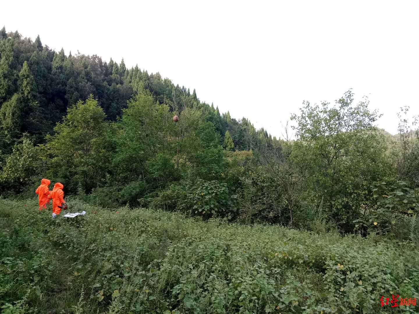 比去,消防人员频仍帮村仄难遥戴取马蜂窝