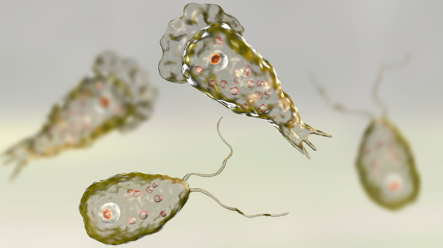 “食脑虫”正穿越美国向北迁徙:感染后死亡率超95% 1 “食脑虫”正穿越美国向北迁徙:感染后死亡率超95%