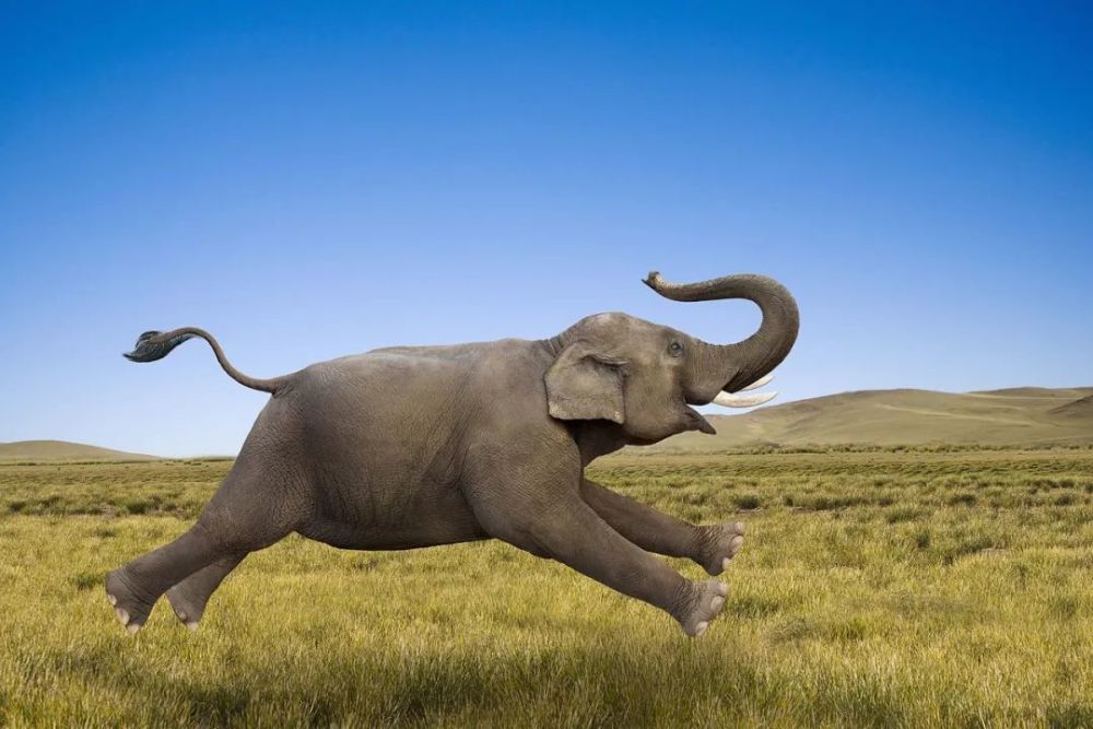 小度独立融资,百度上演"大象跳舞"|百度_新浪财经_新浪网