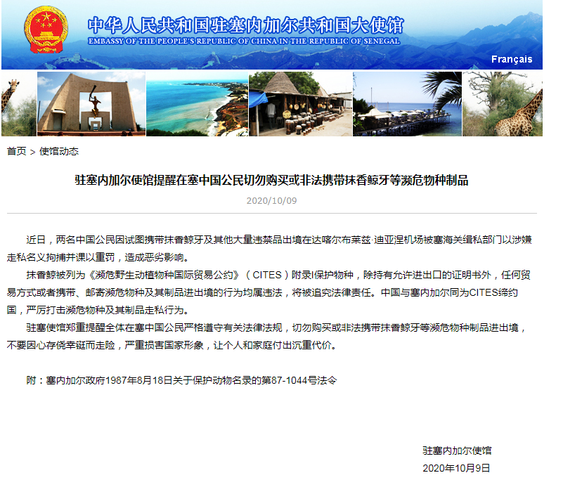 中国驻塞内加尔使馆：切勿购买或非法携带抹香鲸牙等濒危物种制品