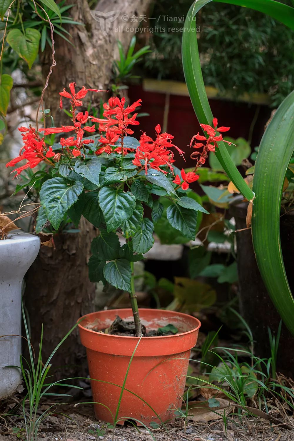 但是一串红这一类南美洲鼠尾草有很多种类是小灌木甚至小乔木,以地上