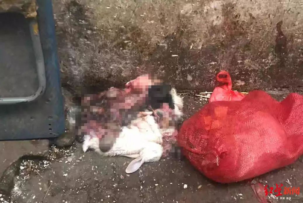 up to date!  Wuhan pneumonia epidemic-related market closed, animal viscera scattered on street corners