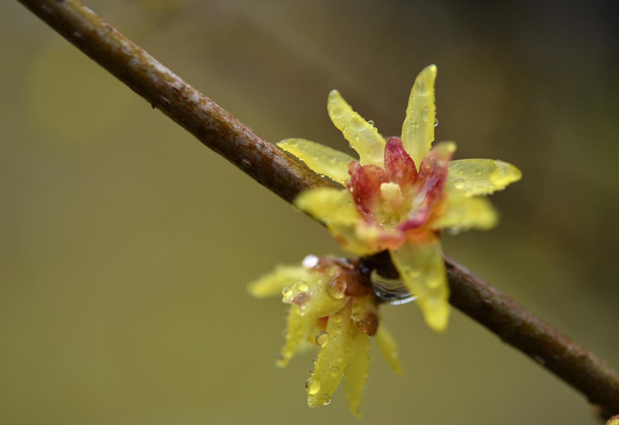 湖北宣恩:腊月花争艳