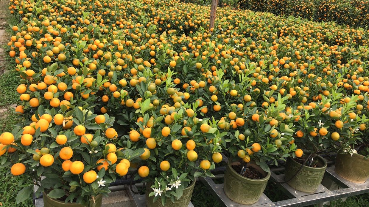 千年古镇陈村将举办首届年桔文化周