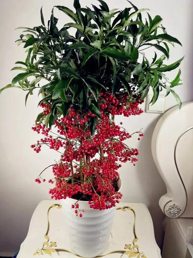 招财转运花(招财转运花草)