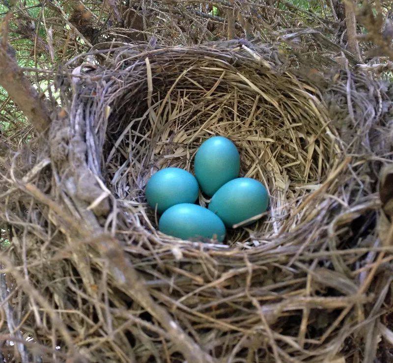 元旦,让我们一起玩儿蛋去吧!