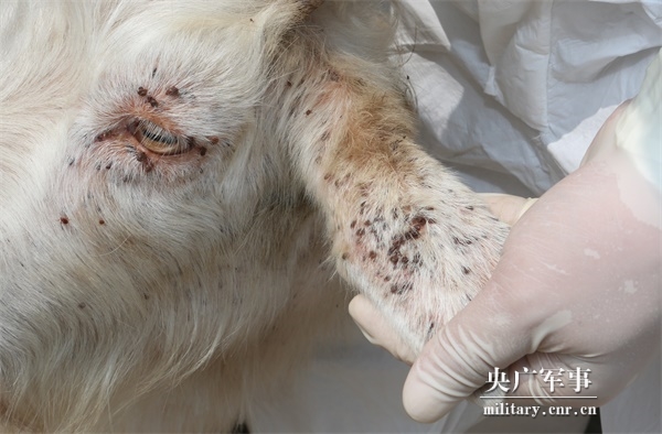 重磅!我国新发自然疫源性疾病研究取得重大突破