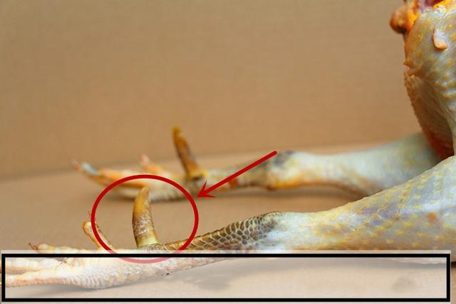 老师们选鸡的一个重要标志就是"鸡距",这是成年公鸡脚踝内侧长出的