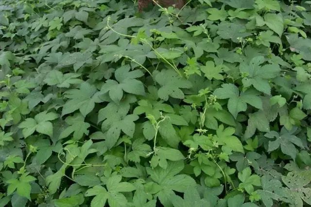 26种阔叶杂草83张高清图赶紧收藏