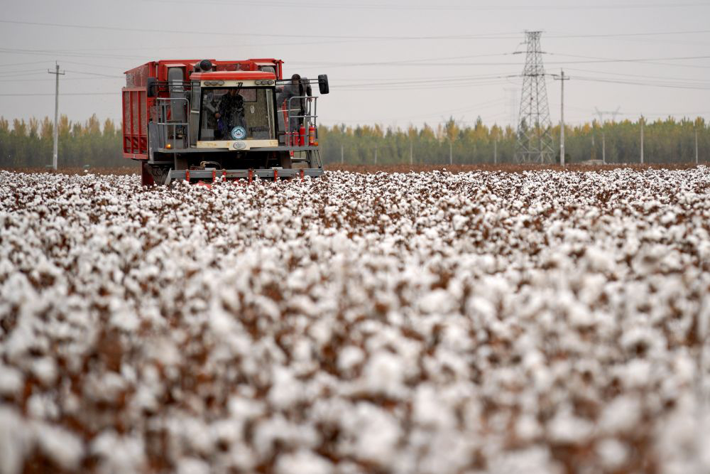 河北南宫:"冀南棉海"收获忙|棉花_新浪财经_新浪网