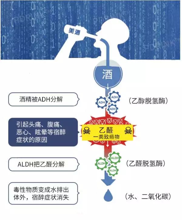 乙醛具有毒性,被世界卫生组织国际癌症研究机构列为"致癌物"之一,也是