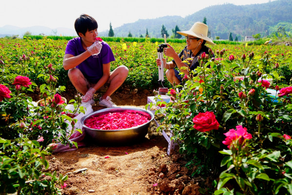食用玫瑰,为拓宽销路,街道积极发展农村电子商户,某玫瑰花种植农户在