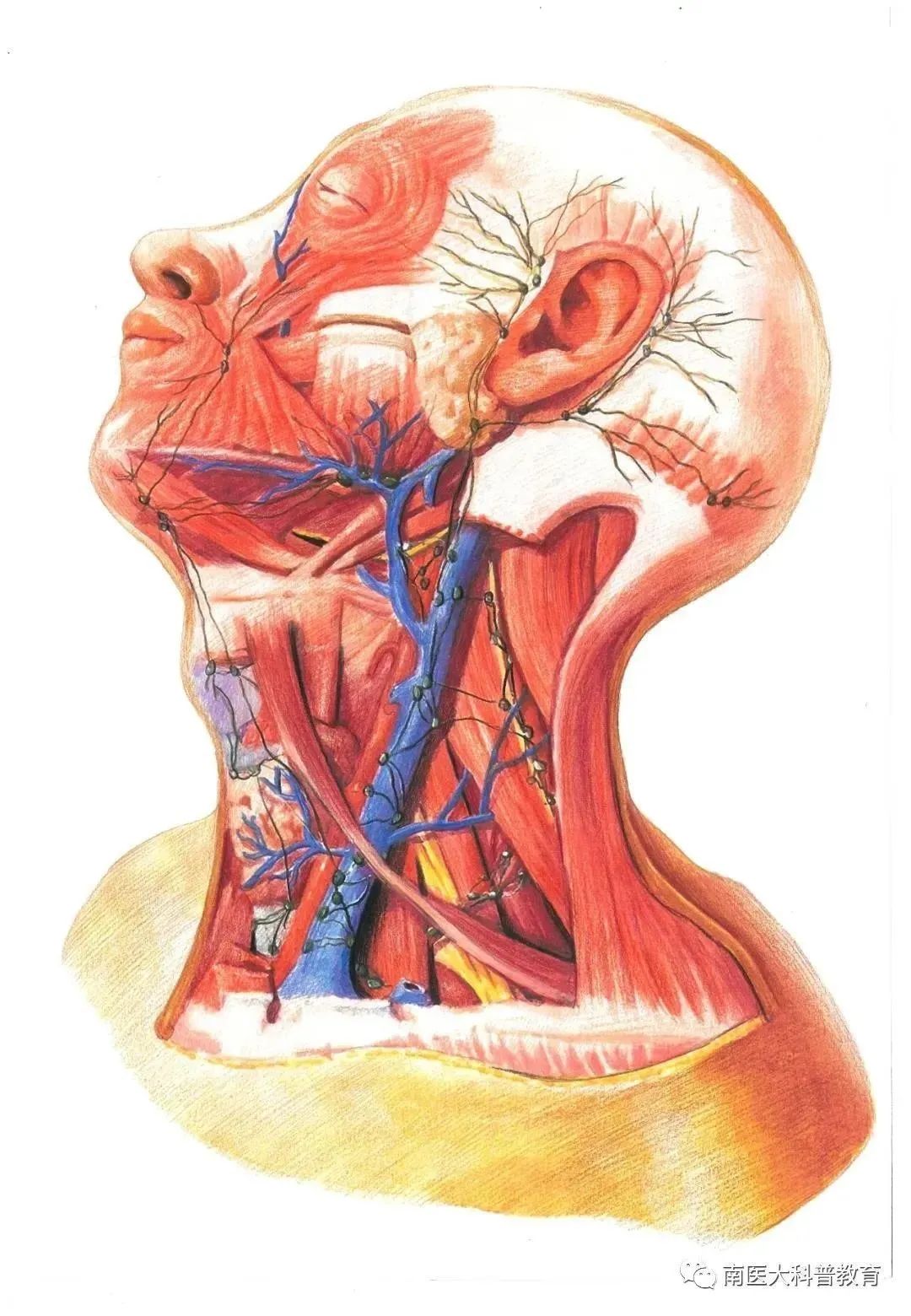全国医学麻醉学排名_国家卫生健康委员会麻醉科专科医师及麻