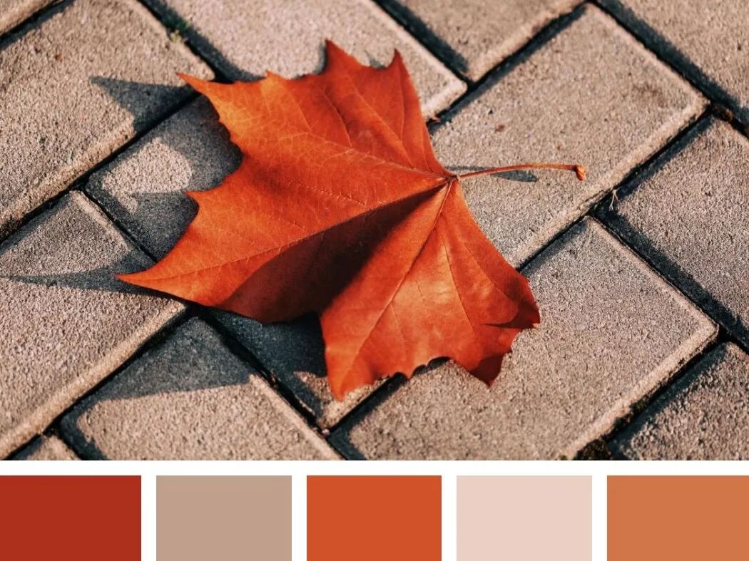 叮咚!石大冬季色卡已到,请签收