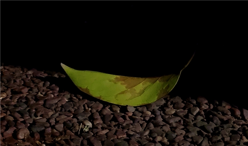 3X变焦 极限弱光环境拍摄