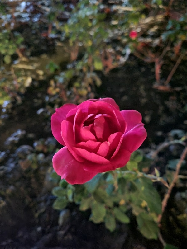 主摄微距 夜间拍摄