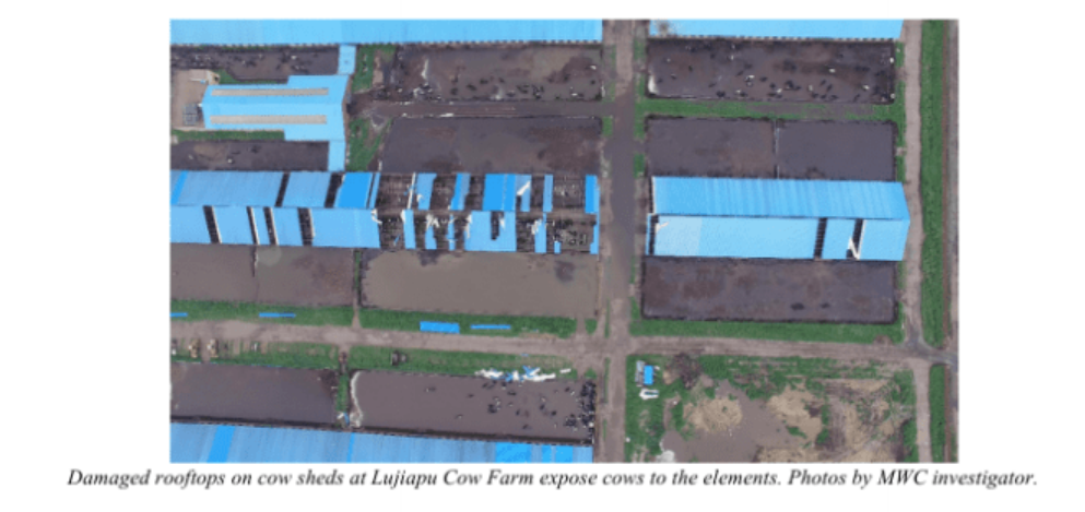 辉山乳业苦等三年迎来