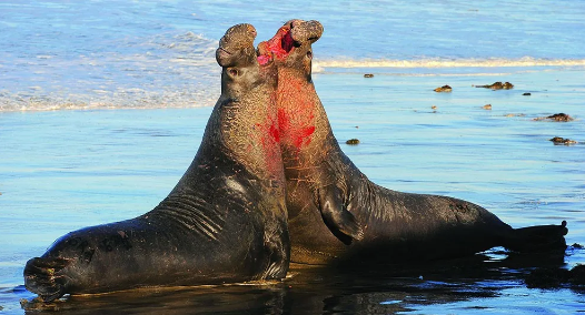 两只成年的象海豹正在打架.(图片来源:a. friedlaender,u.s.