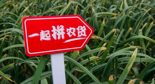 拼多多迎首次季度盈利,下一场战斗押宝多多买菜