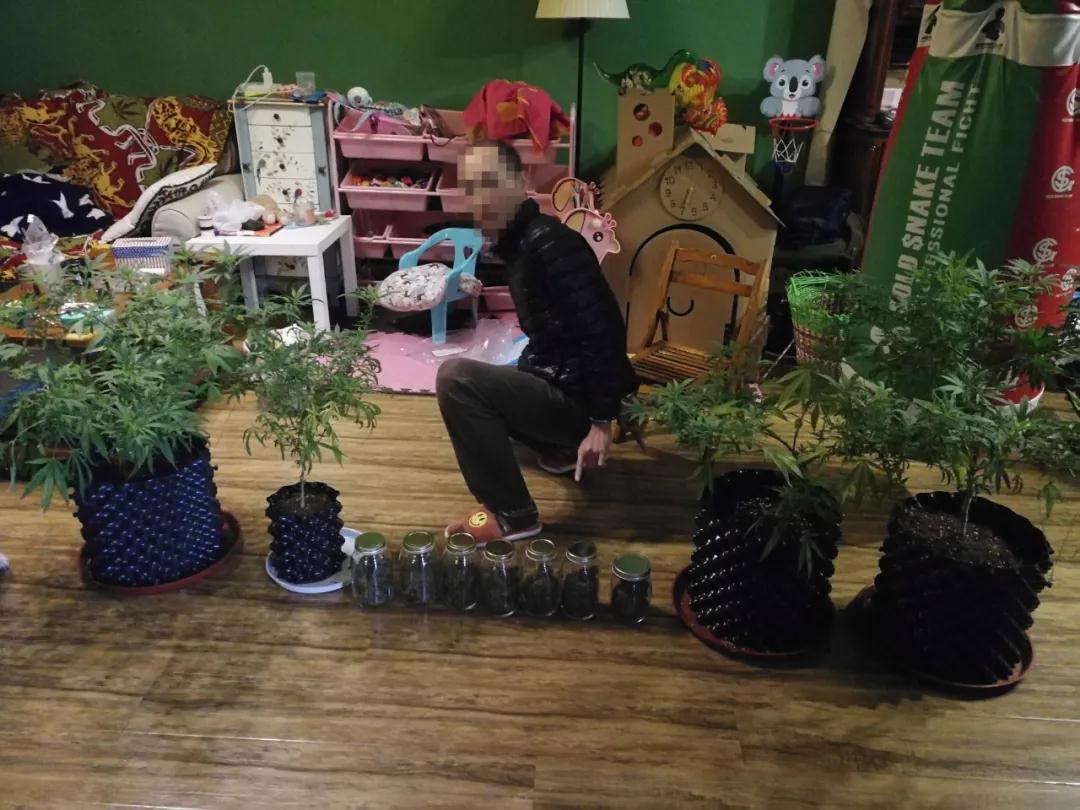 为了吸毒 夫妻俩竟在屋里建“大棚”种大麻“自给自足”