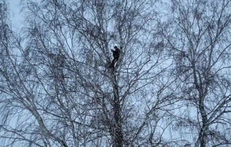 俄罗斯一大学生为上网课 爬上8米高大树找信号