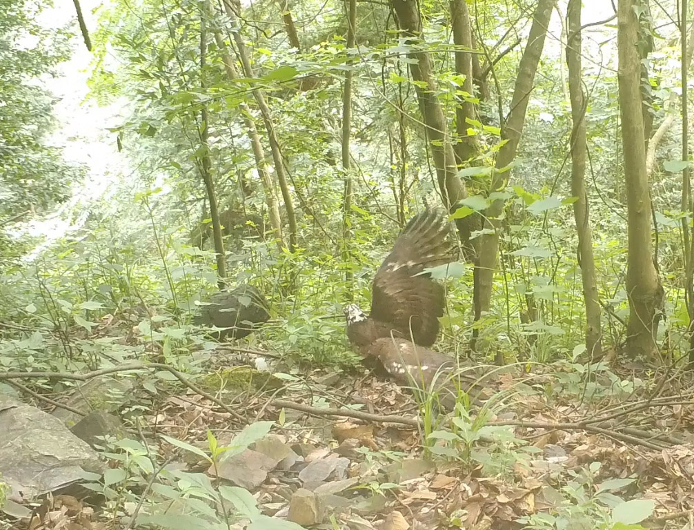 贵州雷公山监测到国家保护野生动物18余种