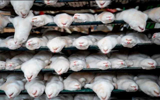 被扑杀的水貂（资料图）