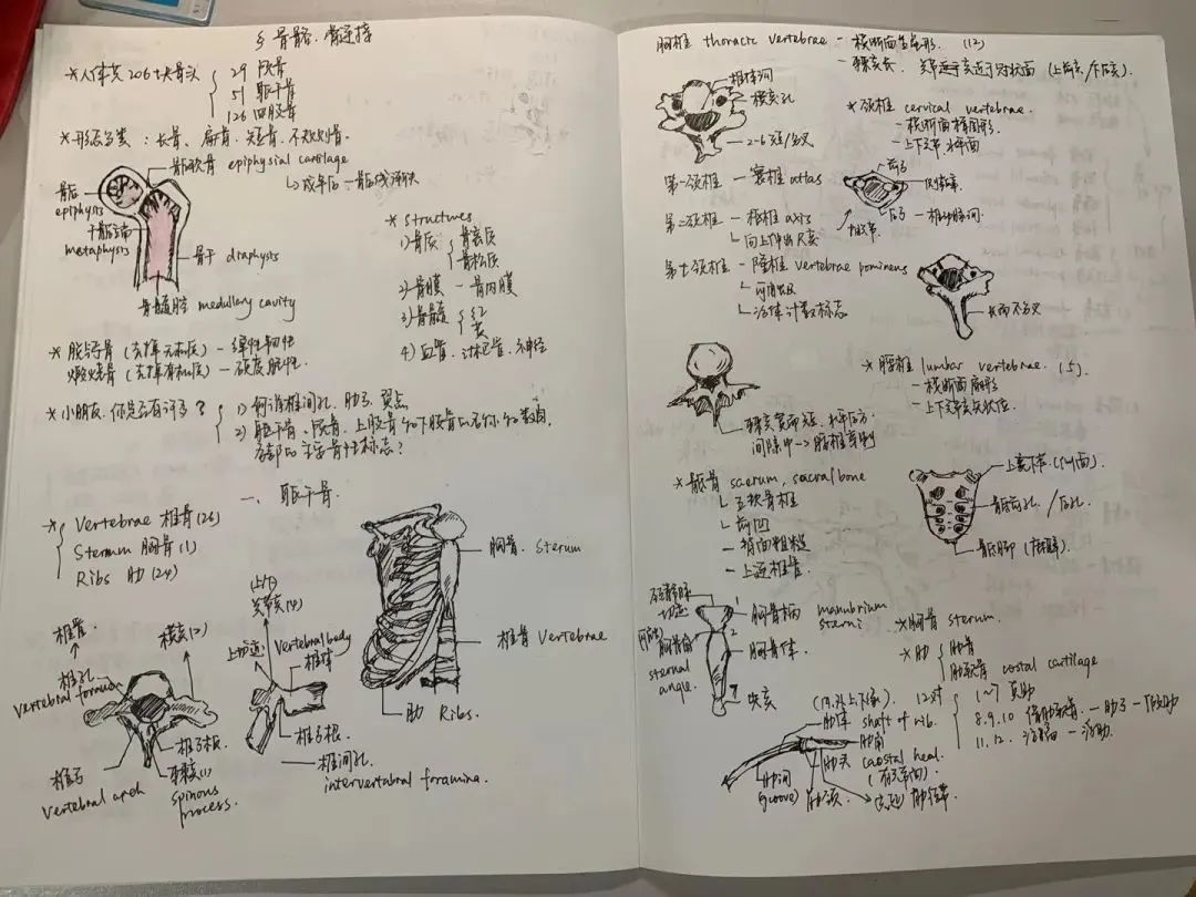 的chlorine同学笔记不拘于形式学习不拘于格式一笔一划医学生笔记谱写