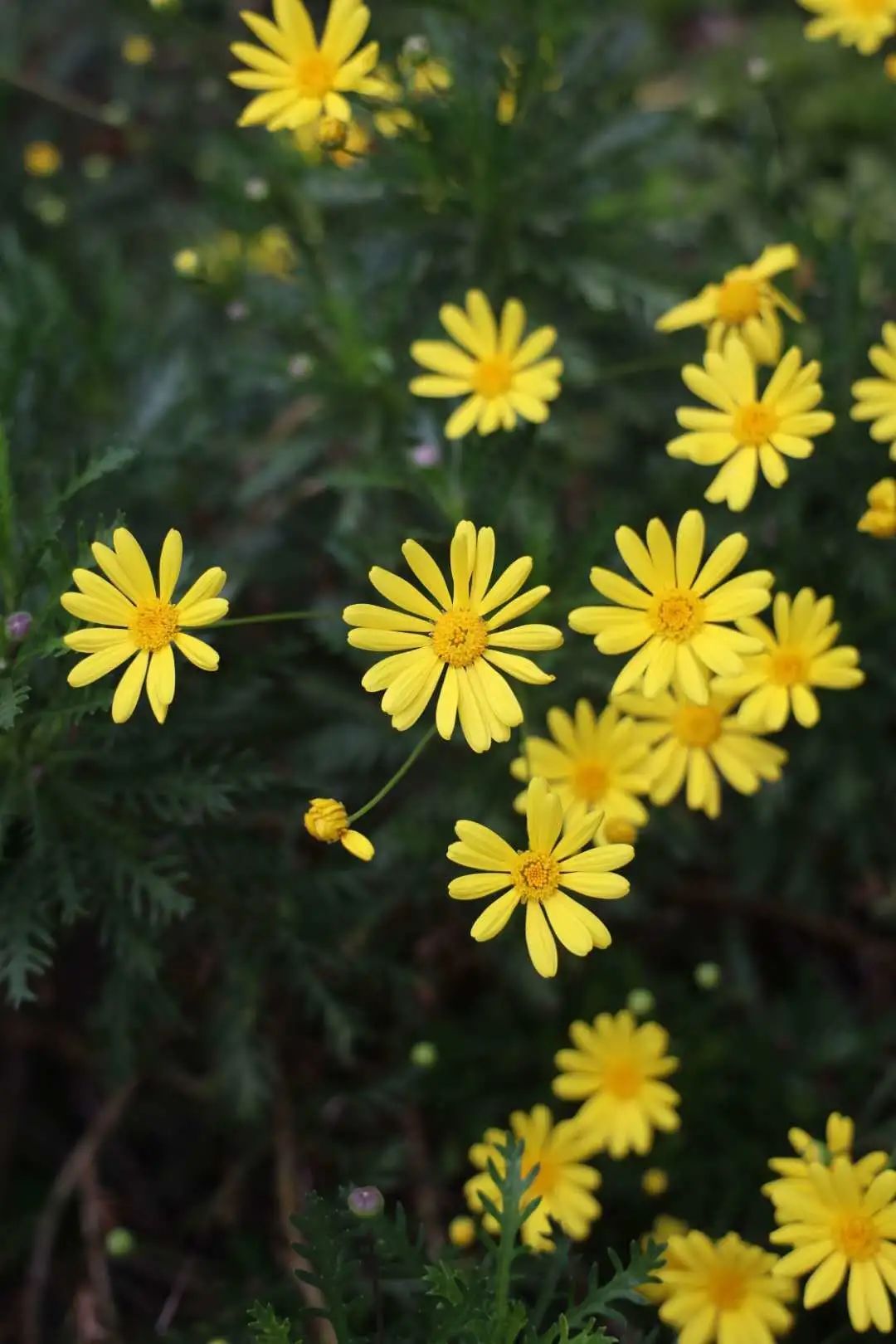 穿上复旦假如把百年老校美景印在时装上会怎样