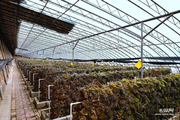 生长在温室大棚内的铁皮石斛.