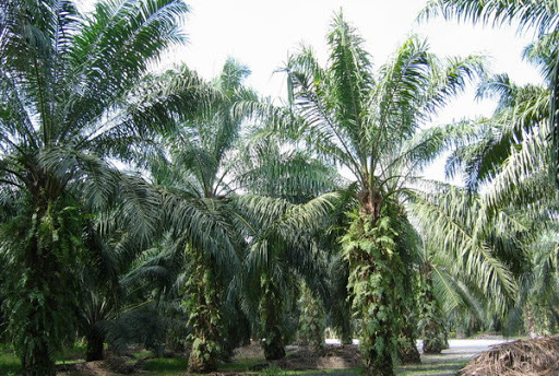 国际原棕榈油价格上涨 马来西亚政府表示或可征收暴利税