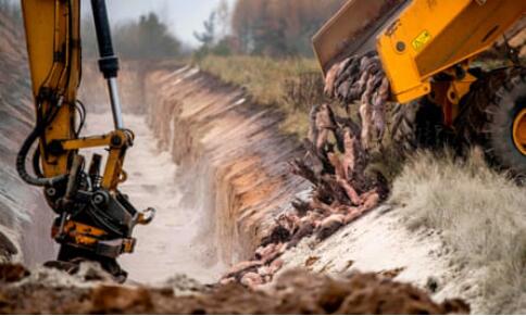 卡车将被扑杀的貂倒入沟壑中 图源：《卫报》