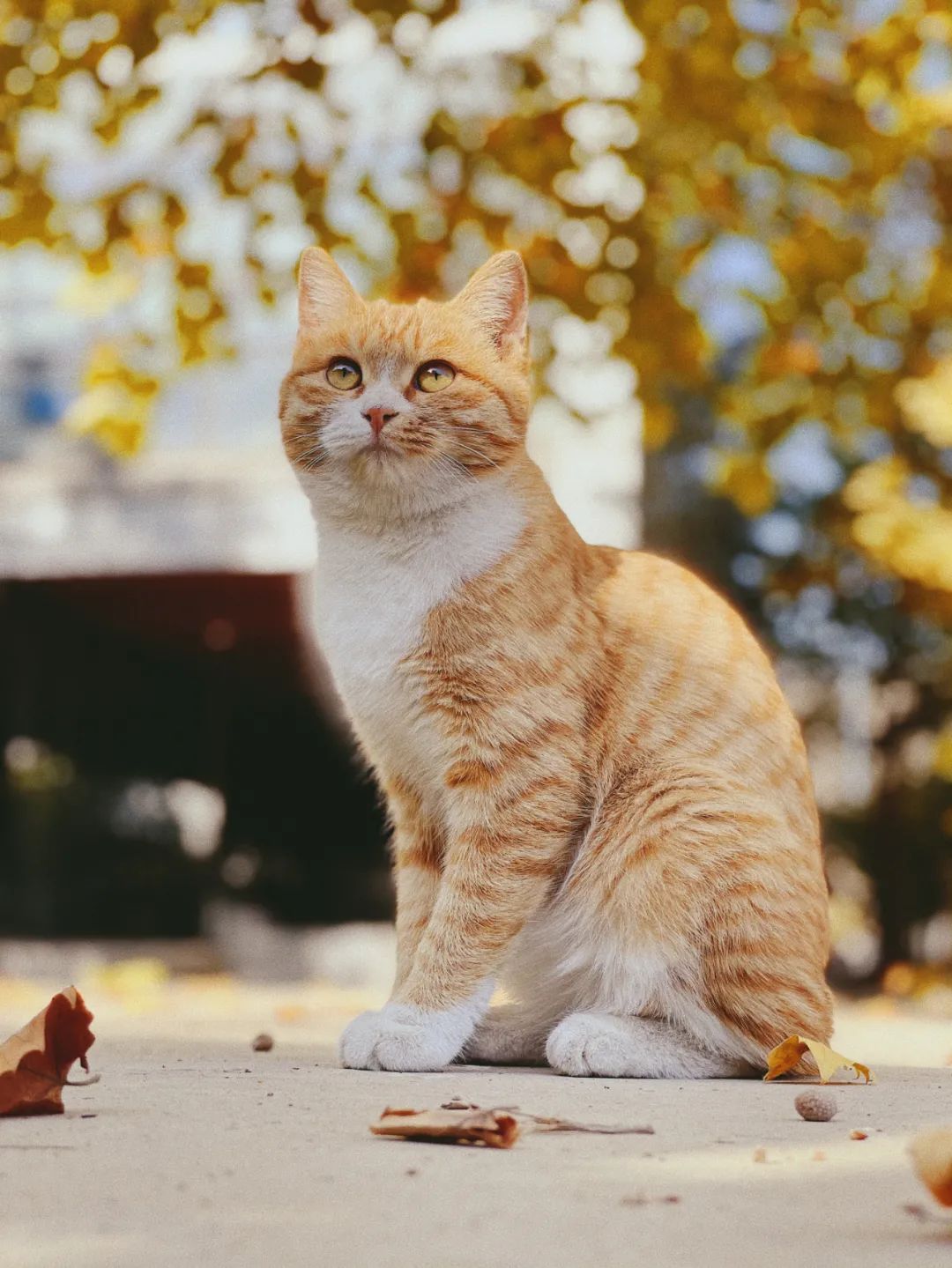 惊艳高校官宣秋景来了有你的母校吗