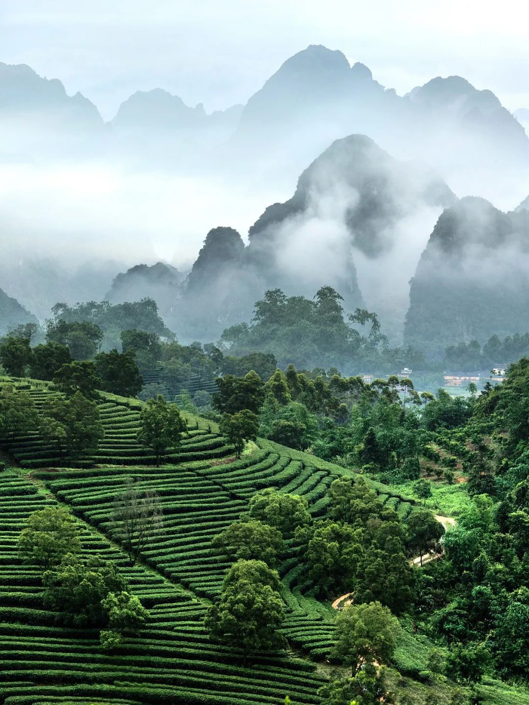 广东清远英德茶园.图/视觉中国