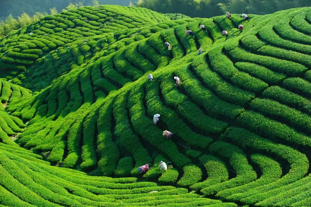 中国好茶地图_新浪财经_新浪网