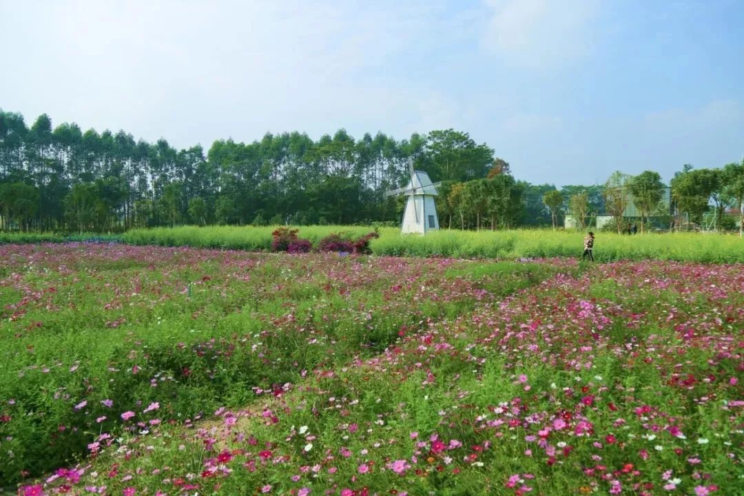 好美2020年东莞第一波高颜值花海上线周末赏花去