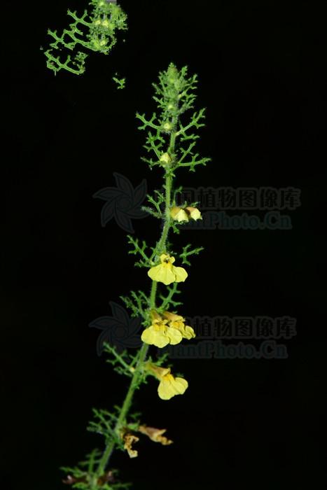 草柏枝,见过吗?能清热解毒,养心安神,止痛