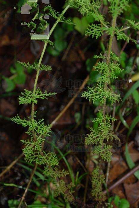 草柏枝,见过吗?能清热解毒,养心安神,止痛