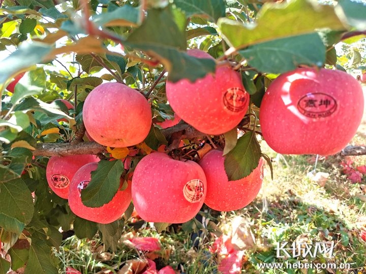 河北青龙苹果园用上黑科技