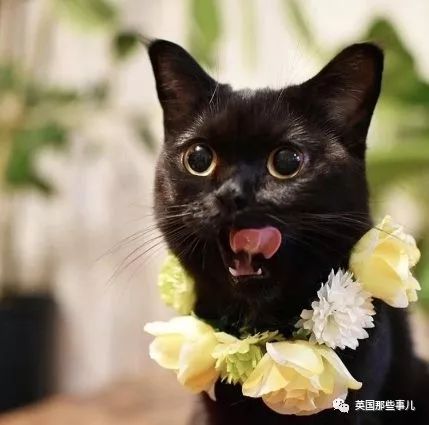 霓虹一位铲屎官表示,黑猫是超可爱的小精灵啊