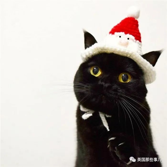 霓虹一位铲屎官表示,黑猫是超可爱的小精灵啊