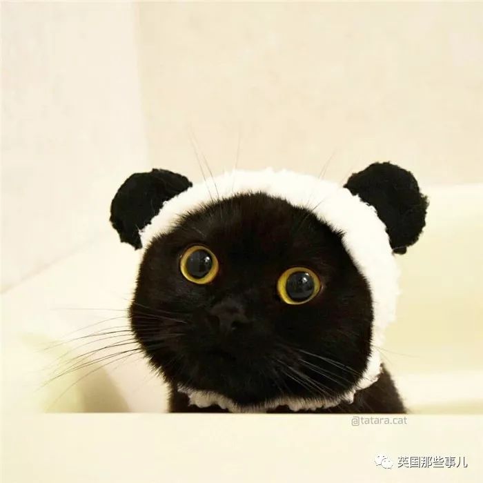 霓虹一位铲屎官表示,黑猫是超可爱的小精灵啊