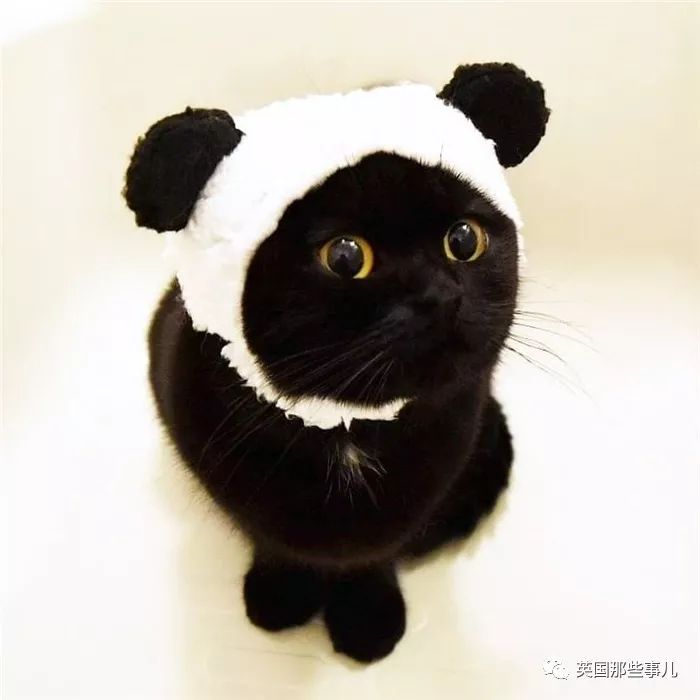 霓虹一位铲屎官表示,黑猫是超可爱的小精灵啊