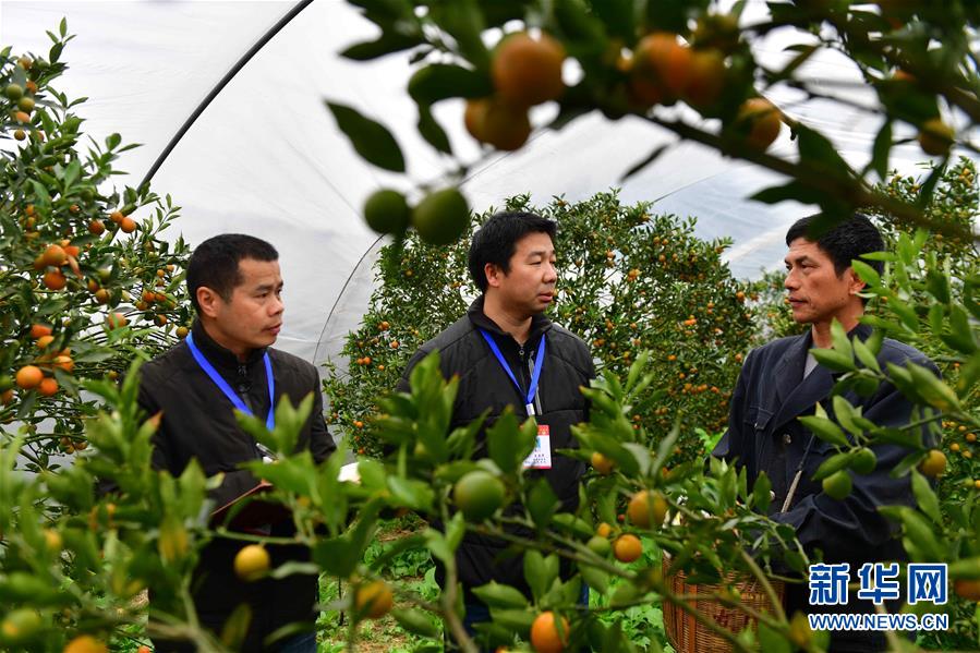 纪检监察干部（左、中）在广西柳州市融安县大将镇了解金桔产业奖补资金发放情况（2019年12月30日摄）。 新华社记者 黄孝邦 摄