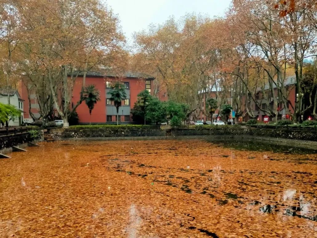 而这些都能在南邮三牌楼校区发现是金黄的岁月 舞动的青春让人心动的