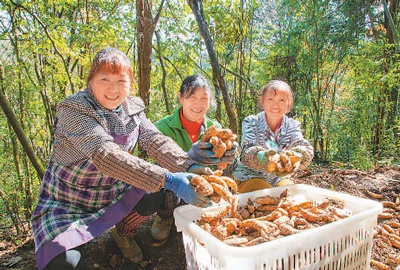 In recent years, Banqiao City, Huichuan District, Zunyi City, Guizhou Province, has adopted the model of